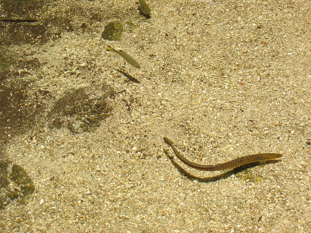 227 Mossman Gorge.jpg